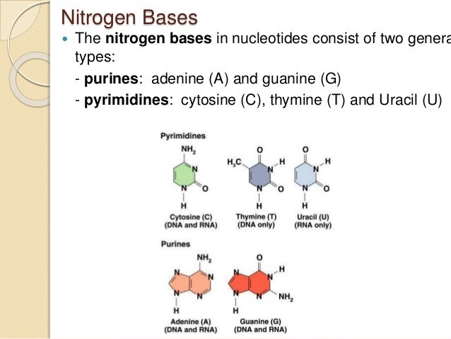 nucleic acids and protein synthesis
