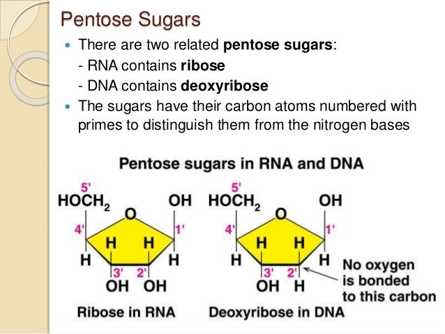 nucleic acids and protein synthesis