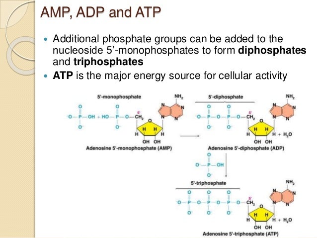 nucleic acids and protein synthesis