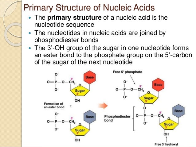 download free nucleic acid structure download free nucleic acid structure