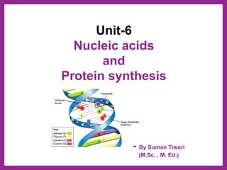 Nucleic acids and protein synthesis