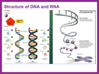 Nucleic acids and protein synthesis | PDF