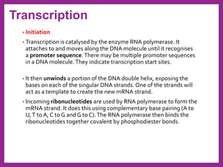 Nucleic acids and protein synthesis | PDF