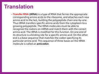 Nucleic acids and protein synthesis | PDF