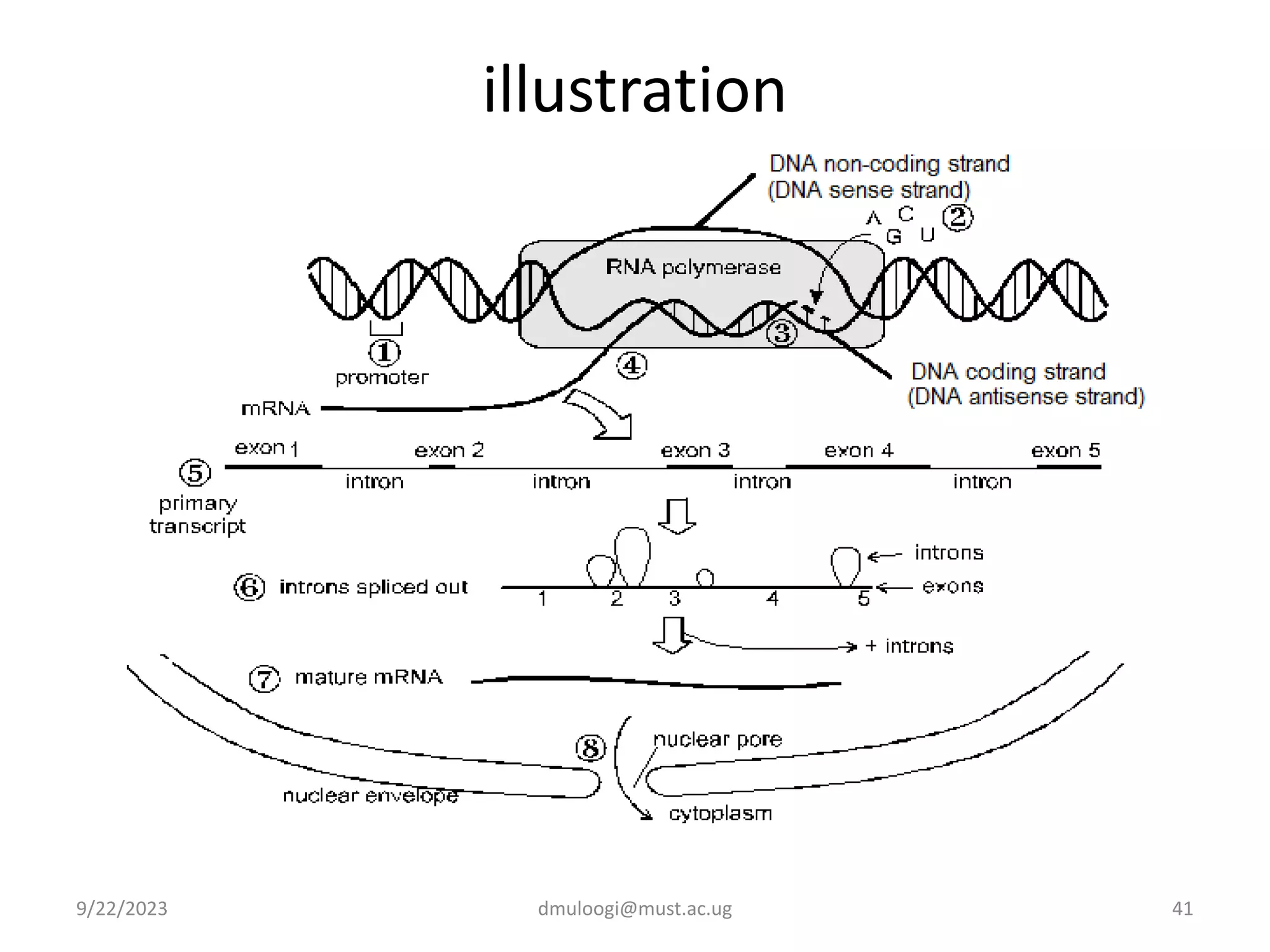 NUCLEIC ACIDS AND PROTEIN SYNTHESIS.pptx