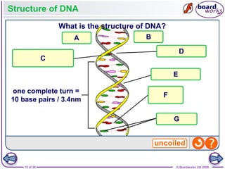 Nucleic Acids and the Genetic Code boardworks AS Level Biology | PPT