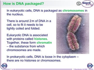 Nucleic Acids and the Genetic Code boardworks AS Level Biology | PPT