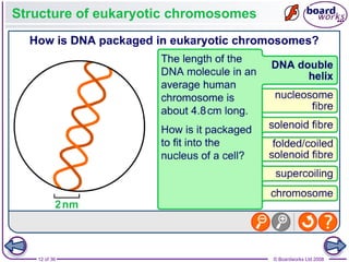Nucleic Acids and the Genetic Code boardworks AS Level Biology | PPT