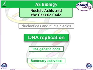 Nucleic Acids and the Genetic Code boardworks AS Level Biology | PPT