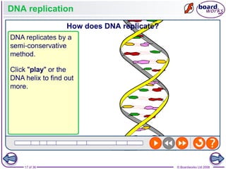 Nucleic Acids and the Genetic Code boardworks AS Level Biology | PPT