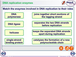 Nucleic Acids and the Genetic Code boardworks AS Level Biology | PPT