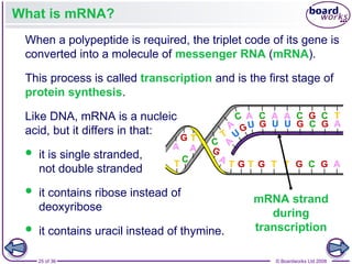 Nucleic Acids and the Genetic Code boardworks AS Level Biology | PPT