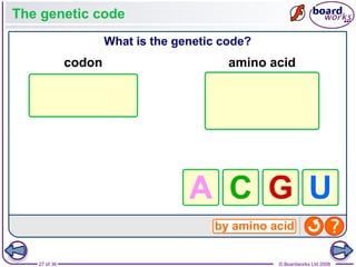 Nucleic Acids and the Genetic Code boardworks AS Level Biology | PPT