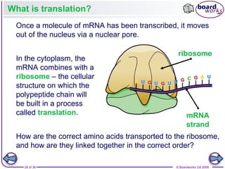 Nucleic Acids and the Genetic Code boardworks AS Level Biology | PPT