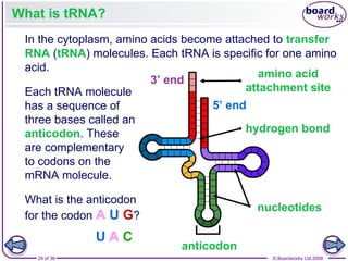 Nucleic Acids and the Genetic Code boardworks AS Level Biology | PPT
