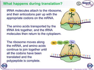 Nucleic Acids and the Genetic Code boardworks AS Level Biology | PPT