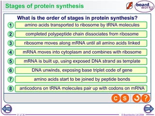 Nucleic Acids and the Genetic Code boardworks AS Level Biology | PPT