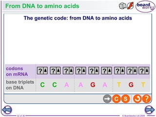 Nucleic Acids and the Genetic Code boardworks AS Level Biology | PPT