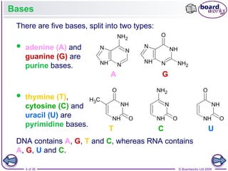 Nucleic Acids and the Genetic Code boardworks AS Level Biology | PPT