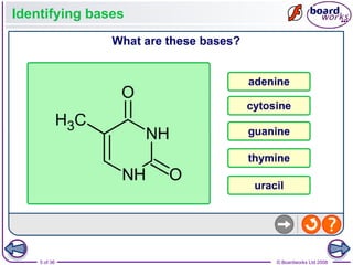 Nucleic Acids and the Genetic Code boardworks AS Level Biology | PPT
