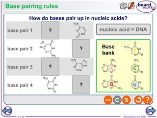 Nucleic Acids and the Genetic Code boardworks AS Level Biology | PPT