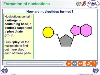 Nucleic Acids and the Genetic Code boardworks AS Level Biology | PPT