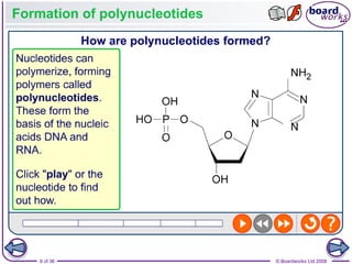 Nucleic Acids and the Genetic Code boardworks AS Level Biology | PPT