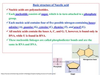 Basic structure of Nucelic acid
Nucleic acids are polynucleotides.
Each nucleotide consists of sugar, which is in turn attached to a phosphate
group.
Each nucleic acid contains four of five possible nitrogen-containing bases:
adenine (A), guanine (G), cytosine (C), thymine (T), and uracil (U).
All nucleic acids contain the bases A, C, and G; T, however, is found only in
DNA, while U is found in RNA.
These nucleoside linkages are called phosphodiester bonds and are the
same in RNA and DNA.
https://courses.lumenlearning.com/wm-nmbiology1/chapter/reading-structure-of-nucleic-acids/
 