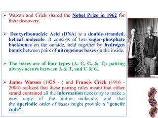  Watson and Crick shared the Nobel Prize in 1962 for
their discovery.
 Deoxyribonucleic Acid (DNA) is a double-stranded,
helical molecule. It consists of two sugar-phosphate
backbones on the outside, held together by hydrogen
bonds between pairs of nitrogenous bases on the inside.
 The bases are of four types (A, C, G, & T): pairing
always occurs between A & T, and C & G.
 James Watson (1928 - ) and Francis Crick (1916 -
2004) realized that these pairing rules meant that either
strand contained all the information necessary to make a
new copy of the entire molecule, and that
the aperiodic order of bases might provide a "genetic
code".
 