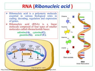RNA (Ribonucleic acid )
 Ribonucleic acid is a polymeric molecule
essential in various biological roles in
coding, decoding, regulation and expression
of genes.
 Ribonucleic acid (RNA) is a linear
molecule composed of four types of smaller
molecules called ribonucleotide bases:
adenine(A), cytosine(C),
guanine(G), uracil (U).
http://www.phschool.com/science/biology_place/biocoach/transcription/difgns.html
 