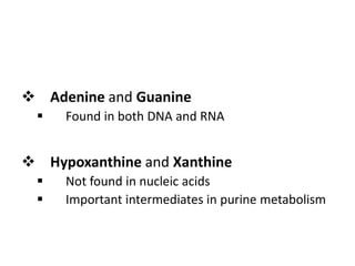  Adenine and Guanine
 Found in both DNA and RNA
 Hypoxanthine and Xanthine
 Not found in nucleic acids
 Important intermediates in purine metabolism
 