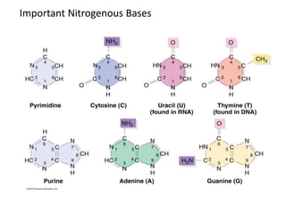 Important Nitrogenous Bases
 