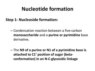 Nucleotide formation
Step 1- Nucleoside formation:
– Condensation reaction between a five-carbon
monosaccharide and a purine or pyrimidine base
derivative.
– The N9 of a purine or N1 of a pyrimidine base is
attached to C1’ position of sugar (beta-
conformation) in an N-C-glycosidic linkage
 