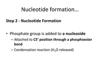 Nucleotide formation…
Step 2 - Nucleotide Formation
• Phosphate group is added to a nucleoside
– Attached to C5’ position through a phosphoester
bond
– Condensation reaction (H2O released)
 