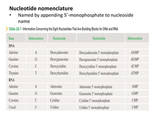 Nucleotide nomenclature
• Named by appending 5’-monophosphate to nucleoside
name
 