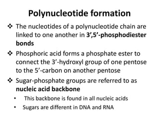 Polynucleotide formation
 The nucleotides of a polynucleotide chain are
linked to one another in 3’,5’-phosphodiester
bonds
 Phosphoric acid forms a phosphate ester to
connect the 3’-hydroxyl group of one pentose
to the 5’-carbon on another pentose
 Sugar-phosphate groups are referred to as
nucleic acid backbone
• This backbone is found in all nucleic acids
• Sugars are different in DNA and RNA
 