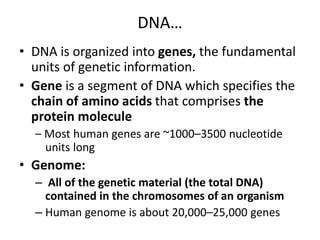 DNA…
• DNA is organized into genes, the fundamental
units of genetic information.
• Gene is a segment of DNA which specifies the
chain of amino acids that comprises the
protein molecule
– Most human genes are ~1000–3500 nucleotide
units long
• Genome:
– All of the genetic material (the total DNA)
contained in the chromosomes of an organism
– Human genome is about 20,000–25,000 genes
 
