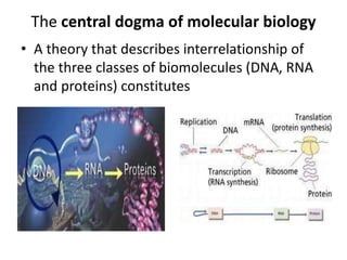 The central dogma of molecular biology
• A theory that describes interrelationship of
the three classes of biomolecules (DNA, RNA
and proteins) constitutes
 