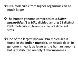 DNA molecules from higher organisms can be
much larger
The human genome comprises of 3 billion
nucleotides [3 x 109], divided among 23 distinct
DNA molecules (chromosomes) of different
sizes.
One of the largest known DNA molecules is
found in the Indian muntjak, an Asiatic deer; its
genome is nearly as large as the human genome
but is distributed on only 3 chromosomes
 
