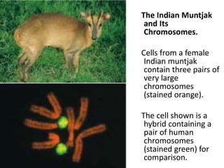The Indian Muntjak
and Its
Chromosomes.
Cells from a female
Indian muntjak
contain three pairs of
very large
chromosomes
(stained orange).
The cell shown is a
hybrid containing a
pair of human
chromosomes
(stained green) for
comparison.
 