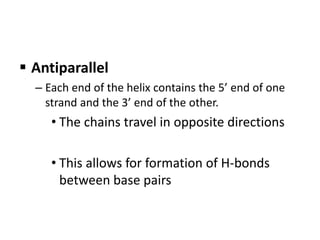  Antiparallel
– Each end of the helix contains the 5’ end of one
strand and the 3’ end of the other.
• The chains travel in opposite directions
• This allows for formation of H-bonds
between base pairs
 