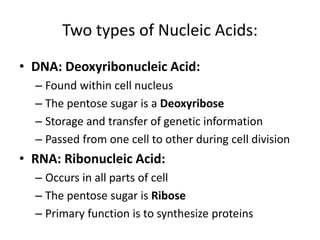 Two types of Nucleic Acids:
• DNA: Deoxyribonucleic Acid:
– Found within cell nucleus
– The pentose sugar is a Deoxyribose
– Storage and transfer of genetic information
– Passed from one cell to other during cell division
• RNA: Ribonucleic Acid:
– Occurs in all parts of cell
– The pentose sugar is Ribose
– Primary function is to synthesize proteins
 