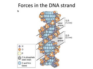 Forces in the DNA strand
 