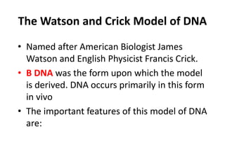 The Watson and Crick Model of DNA
• Named after American Biologist James
Watson and English Physicist Francis Crick.
• B DNA was the form upon which the model
is derived. DNA occurs primarily in this form
in vivo
• The important features of this model of DNA
are:
 