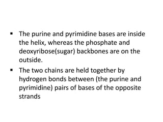  The purine and pyrimidine bases are inside
the helix, whereas the phosphate and
deoxyribose(sugar) backbones are on the
outside.
 The two chains are held together by
hydrogen bonds between (the purine and
pyrimidine) pairs of bases of the opposite
strands
 