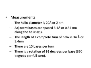 • Measurements
– The helix diameter is 20Å or 2 nm
– Adjacent bases are spaced 3.4Å or 0.34 nm
along the helix axis
– The length of a complete turn of helix is 34 Å or
3.4nm
– There are 10 bases per turn
– There is a rotation of 36 degrees per base (360
degrees per full turn).
 