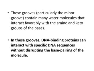 • These grooves (particularly the minor
groove) contain many water molecules that
interact favorably with the amino and keto
groups of the bases.
• In these grooves, DNA-binding proteins can
interact with specific DNA sequences
without disrupting the base-pairing of the
molecule.
 