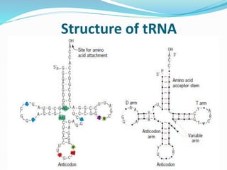 Structure of tRNA
 