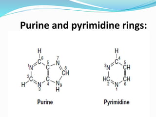 Purine and pyrimidine rings:
 