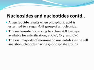 Nucleosides and nucleotides contd..
 A nucleotide results when phosphoric acid is
esterified to a sugar -OH group of a nucleoside.
 The nucleoside ribose ring has three -OH groups
available for esterification, at C-2', C-3', and C-5‘
 The vast majority of monomeric nucleotides in the cell
are ribonucleotides having 5'-phosphate groups.
 